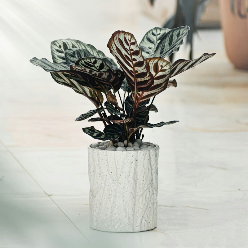 Suport Plante Metal Auriu